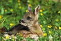 Roe Deer, capreolus capreolus, Fawn laying in Flowers, Normandy Royalty Free Stock Photo