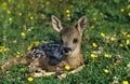 Roe Deer, capreolus capreolus, Fawn laying in Flowers, Normandy Royalty Free Stock Photo