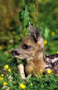 Roe Deer, capreolus capreolus, Fawn laying in Flowers, Normandy Royalty Free Stock Photo