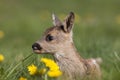 Roe Deer, capreolus capreolus, Fawn laying in Flowers, Normandy Royalty Free Stock Photo