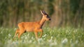 Roe deer fawn walking on a meadow with wildflowers