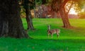 Roe deer capreolus goats eating grass Royalty Free Stock Photo