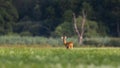 Roe deer looking back on floodplain with copy space Royalty Free Stock Photo