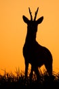 Roe deer, capreolus capreolus, male buck silhouette. Royalty Free Stock Photo