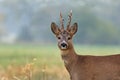 Roe deer