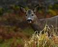 Roe deer, Capreolus capreolus in close-up on a woodland during autumn Royalty Free Stock Photo