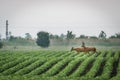 Roe deer couple in soybean field in spring. European wildlife. Royalty Free Stock Photo