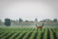 Roe deer couple in soybean field in spring. European wildlife. Royalty Free Stock Photo