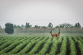 Roe deer couple in soybean field in spring. European wildlife. Royalty Free Stock Photo