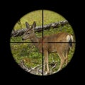 Roe deer in crosshairs