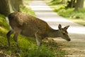 Roe deer crossing a road