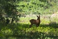 roe deer cub in the summer forest Royalty Free Stock Photo