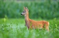 Roe deer cub Royalty Free Stock Photo