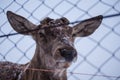 Roe deer with cut off horns, behind the fence