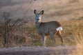 roe deer doe in beautiful sunset light Royalty Free Stock Photo