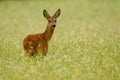 Roe deer doe in buckwheat