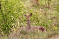 Roe deer doe in the bushes Royalty Free Stock Photo