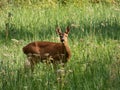 Roe deer doe (Capreolus capreolus) standing in meadow in long green grass in summer Royalty Free Stock Photo