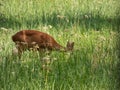 Roe deer doe (Capreolus capreolus) standing in meadow in long green grass in summer Royalty Free Stock Photo