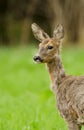 Roe deer doe close up Royalty Free Stock Photo
