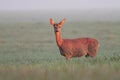 Roe deer doe in early morning light Royalty Free Stock Photo