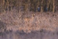 Roe deer doe between high grass and bushes. Royalty Free Stock Photo