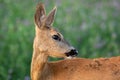 Roe deer doe looking behind over shoulder in close-up view on a green meadow Royalty Free Stock Photo