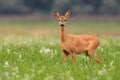 Roe deer doe looking to the camera on grass in summer Royalty Free Stock Photo