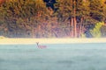 Roe deer doe in misty meadow Royalty Free Stock Photo