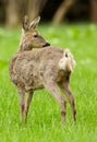 Roe deer doe moulting Royalty Free Stock Photo
