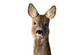 Roe deer doe portrait Royalty Free Stock Photo