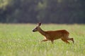 Roe deer doe Royalty Free Stock Photo