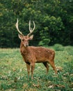 Roe Deer Doe With Sharp Antlers Looking At Camera Royalty Free Stock Photo