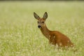 Roe deer doe sitting in buckwheat