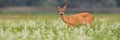 Roe deer doe standing on blooming meadow in springtime nature Royalty Free Stock Photo