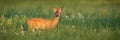 Roe deer doe standing on meadow in summer with copy space Royalty Free Stock Photo