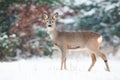 Roe deer doe standing on white field during snowing. Royalty Free Stock Photo