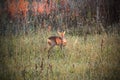 Roe deer doe in sunset light Royalty Free Stock Photo