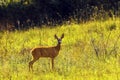 Roe deer doe in sunset orange light Royalty Free Stock Photo