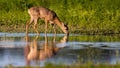 Roe deer drinking from splash with reflection in water