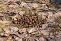 Roe deer droppings on last year`s foliage