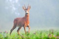 Roe deer in early morning fog Royalty Free Stock Photo