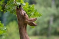 Roe deer eating acorns from the tree, Capreolus capreolus. Royalty Free Stock Photo
