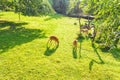 Roe deer eating fresh grass on the meadow, top view. Wildlife, animals, zoo and mammals concept Royalty Free Stock Photo