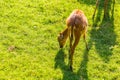 Roe deer eating fresh grass on the meadow, top view. Wildlife, animals, zoo and mammals concept Royalty Free Stock Photo