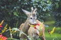 roe deer eats beautiful spring flowers