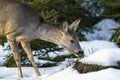 Roe deer eats grass under snow in spruce forest, Capreolus capreolus. Wild roe deer in nature Royalty Free Stock Photo