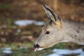 Roe deer eats grass under snow in spruce forest, Capreolus capreolus. Wild roe deer in nature Royalty Free Stock Photo