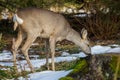 Roe deer eats grass under snow in spruce forest, Capreolus capreolus. Wild roe deer in nature Royalty Free Stock Photo