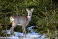 Roe deer eats grass under snow in spruce forest, Capreolus capreolus. Wild roe deer in nature Royalty Free Stock Photo